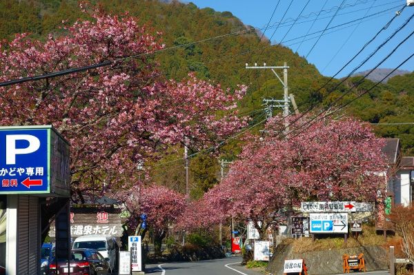 河津七滝メインストリート