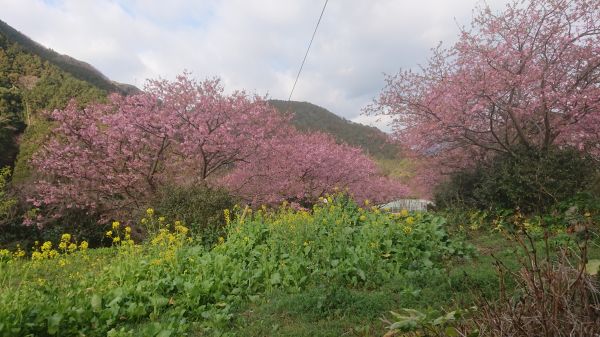 わさび園かどや裏