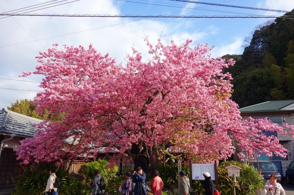 河津桜原木