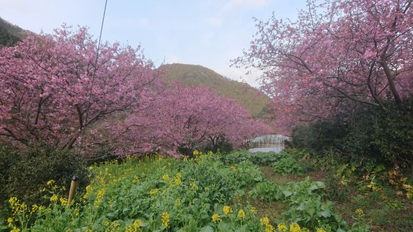 わさび園かどや裏