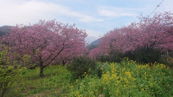 わさび園かどや裏