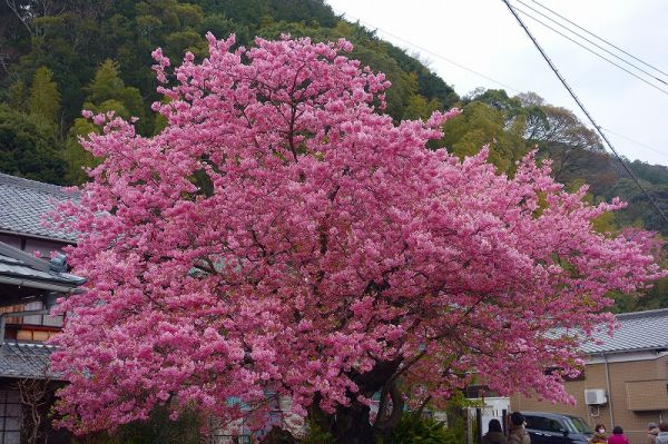 河津桜原木