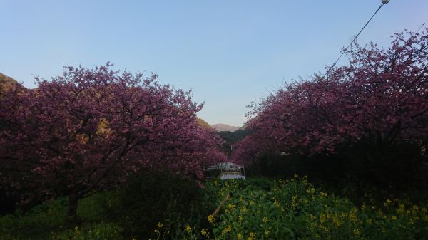 わさび園かどや裏