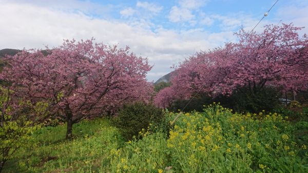 わさび園かどや裏