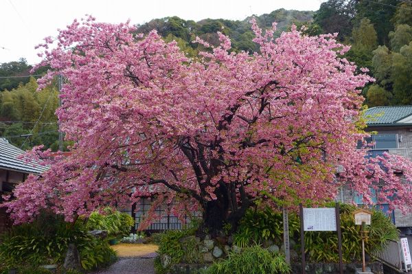 河津桜原木