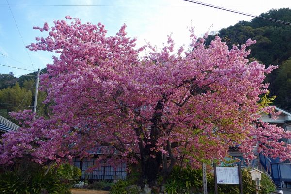 河津桜原木