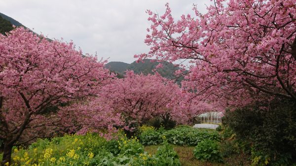 わさび園かどや裏