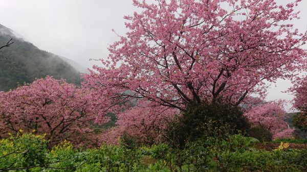 わさび園かどや裏