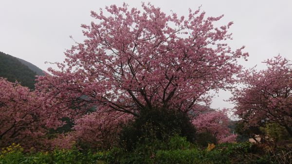 わさび園かどや裏