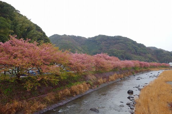 涅槃堂駐車場周辺