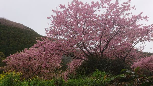 わさび園かどや裏