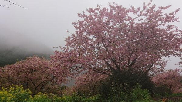 わさび園かどや裏