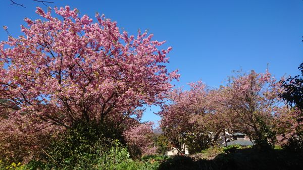 わさび園かどや裏