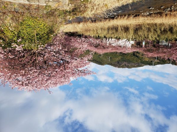 沢田地区川沿い