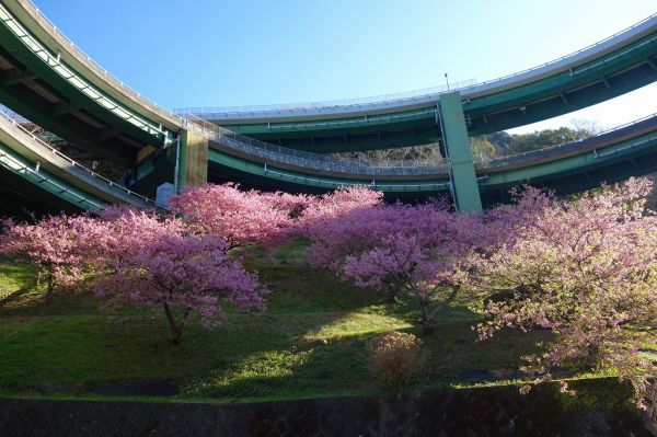河津七滝ループ橋下