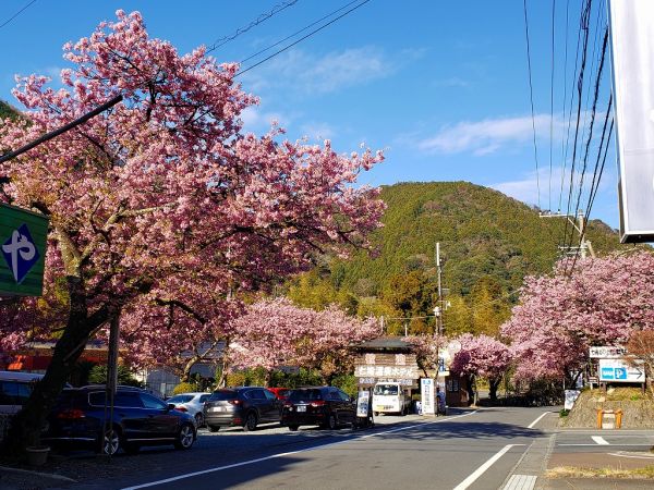河津七滝メインストリート