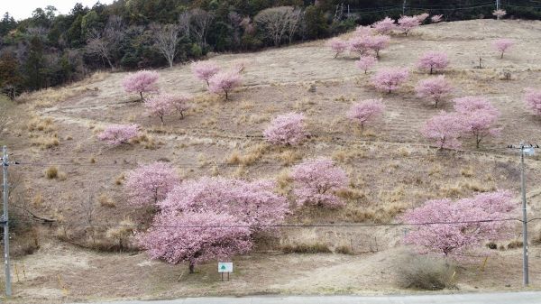 上河津地区　上佐ヶ野周辺