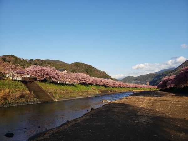 川沿い桜並木
