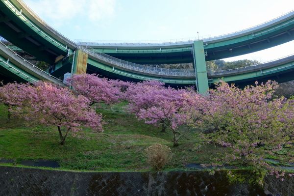 河津七滝ループ橋下