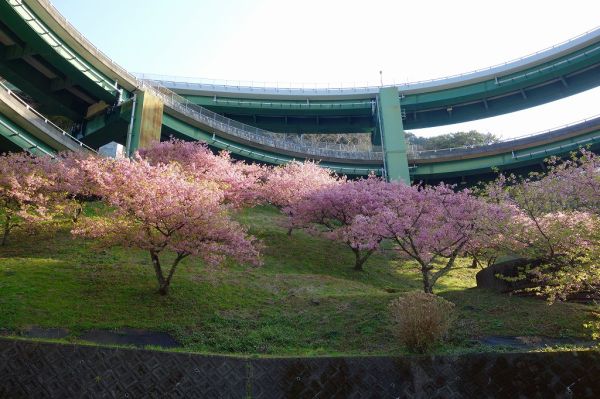 河津七滝ループ橋下