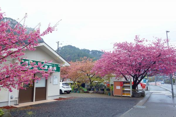 下佐ヶ野地区　上河津診療所