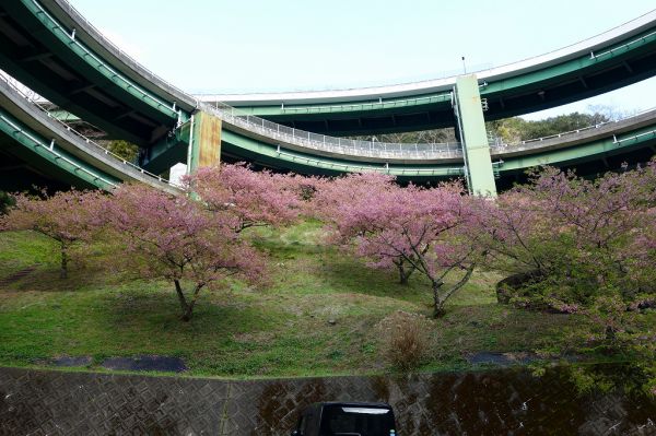 河津七滝ループ橋下