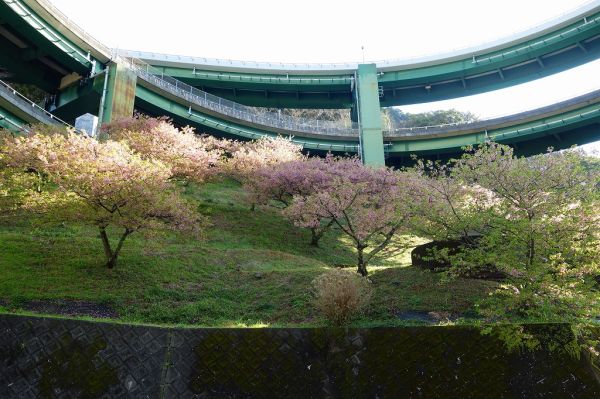 河津七滝ループ橋下