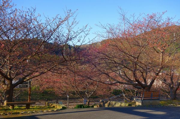 沢田涅槃堂駐車場