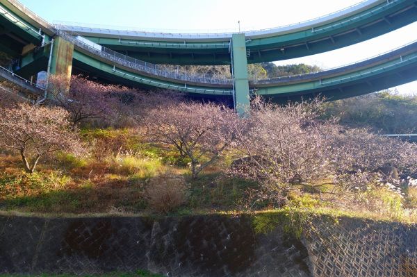 河津七滝ループ橋