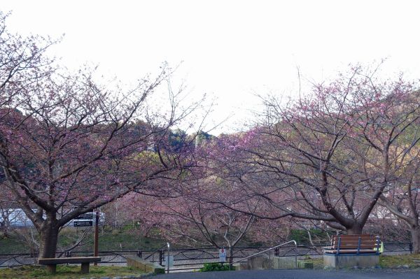 沢田涅槃堂駐車場