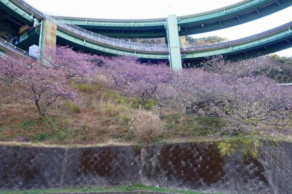 河津七滝ループ橋