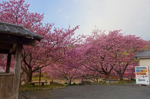 沢田涅槃堂駐車場