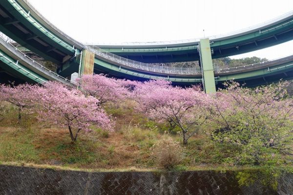 河津七滝ループ橋周辺