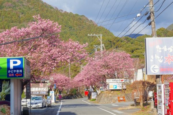 河津七滝メインストリート