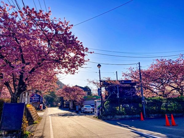 河津七滝メインストリート