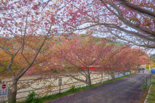 沢田涅槃堂駐車場