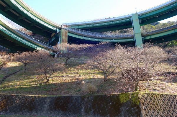 河津七滝ループ橋下