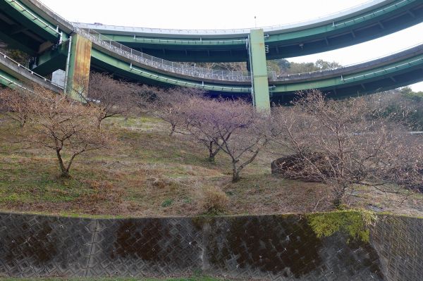 河津七滝ループ橋下