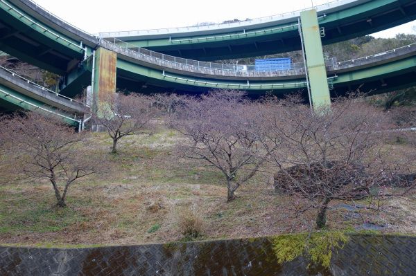 河津七滝ループ橋下