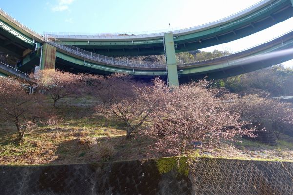 河津七滝ループ橋下