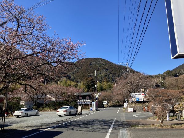 河津七滝メインストリート