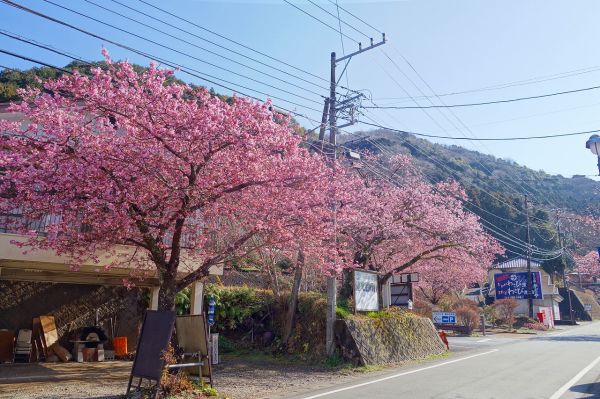 河津七滝メインストリート