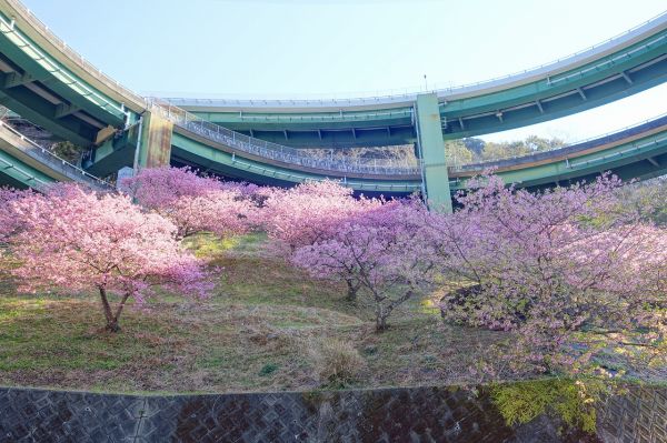 河津七滝ループ橋下