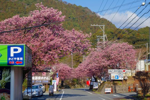 河津七滝メインストリート