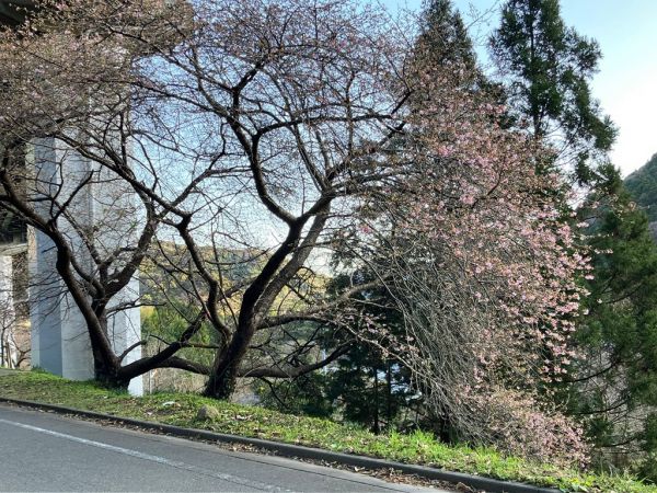 河津七滝早咲き(上条の桜)