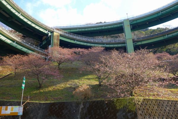 河津七滝ループ橋下