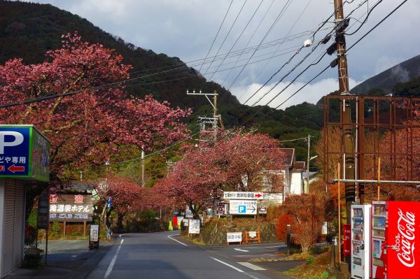 河津七滝メインストリート