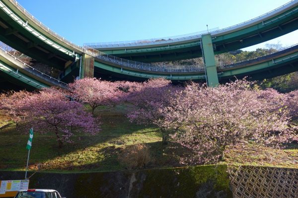 河津七滝ループ橋下