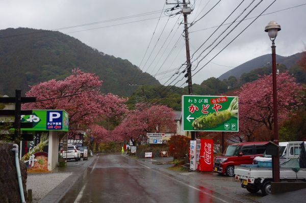 河津七滝メインストリート