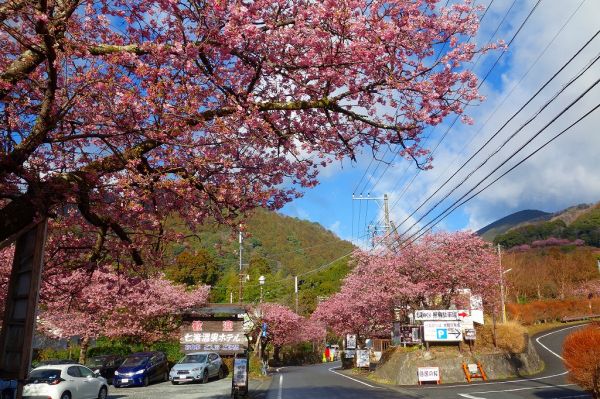 河津七滝メインストリート